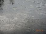 1363_dscn3731.jpg (108.27 Kb)