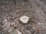 43_p2190334.jpg (217.66 Kb)