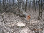 5425_p2190331.jpg (266.42 Kb)