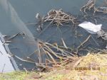31_img_0017.jpg (66.1 Kb)