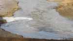 5568_img_1433.jpg (47.81 Kb)