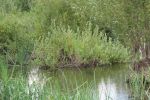 0292_img_0089.jpg (324.79 Kb)
