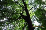 0898_img_0175.jpg (240.41 Kb)