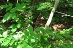 3639_img_0214.jpg (160.76 Kb)