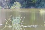 8154_img_0097.jpg (222.41 Kb)