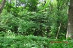 8609_img_0204.jpg (236.77 Kb)